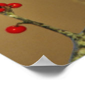 Noord-Kardinaal mannetje, IL Poster (Hoek)