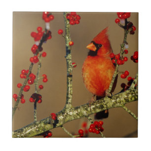 Noord-Kardinaal mannetje, IL Tegeltje
