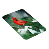 Noord kardinaal mannetje op boom, IL Magneet (Rechterzijde)