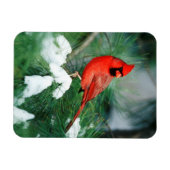 Noord kardinaal mannetje op boom, IL Magneet (Horizontaal)