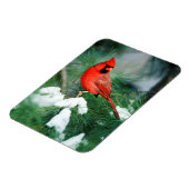 Noord kardinaal mannetje op boom, IL Magneet (Linkerzijde)