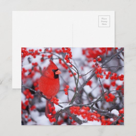 Noord-Kardinaal mannetje, Winter, IL Briefkaart (Voorkant / Achterkant)