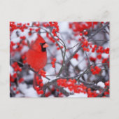 Noord-Kardinaal mannetje, Winter, IL Briefkaart (Voorkant)