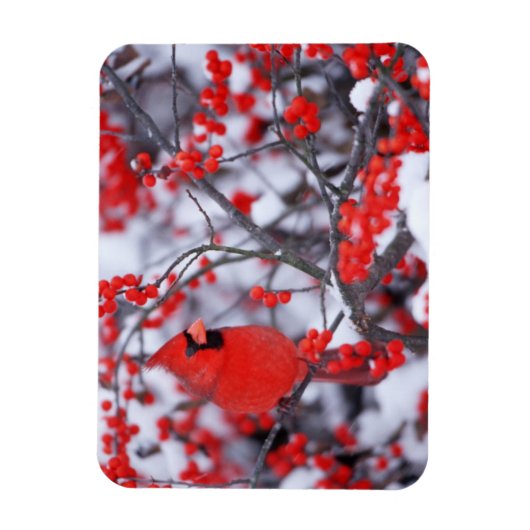 Noord-Kardinaal mannetje, Winter, IL Magneet (Verticaal)