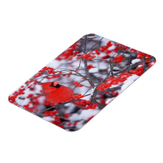 Noord-Kardinaal mannetje, Winter, IL Magneet (Linkerzijde)