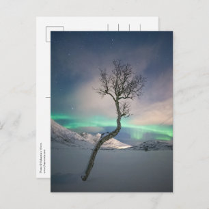 Noord-Lights Tree Briefkaart