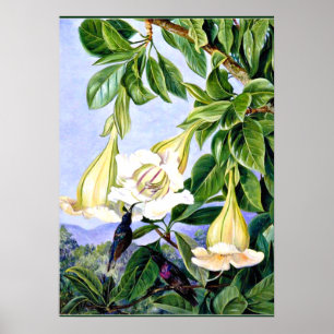 Noord - olievlek en bloemen van een tropisch Ameri Poster