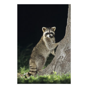 Noord-Raccoon, Procyon lotor, volwassene bij boom Foto Afdruk