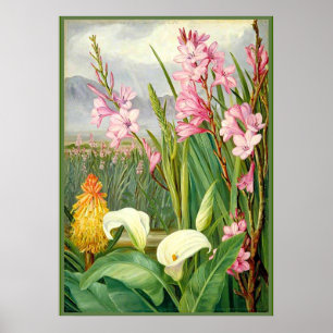 Noord - Schoonheden van de moerassen, botanische k Poster