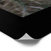 Noord-Shoveler Duck Poster (Hoek)