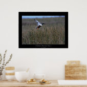 Noord-Shoveler Duck Poster (Keuken)