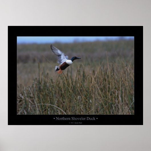 Noord-Shoveler Duck Poster (Voorkant)