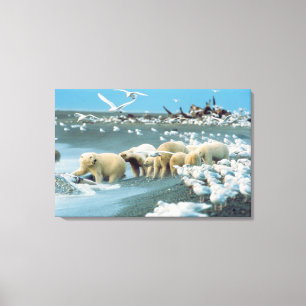 Noord-Slope, Alaska. Polaire Beren Ursus Canvas Afdruk