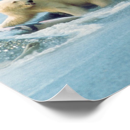 Noord-Slope, Alaska. Polaire Beren Ursus Poster (Hoek)