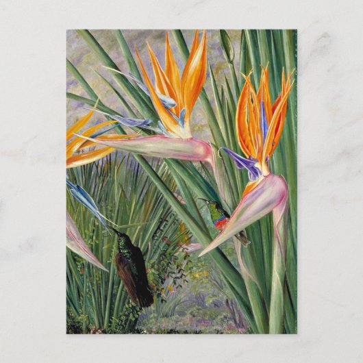 Noord - Strelitzia en Sugar Birds, Zuid - Afrika Briefkaart (Voorkant)