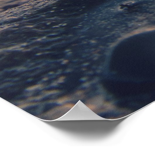 Noord-Zee Shell Poster (Hoek)