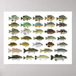 Noordamerikaanse zonneboot poster