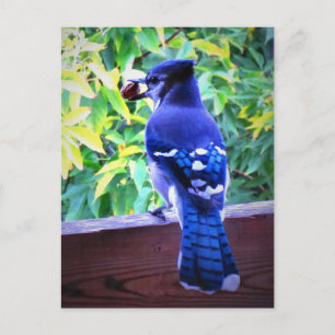 Noordblauwe jay W Peanut Beauful Blue Feathers Briefkaart