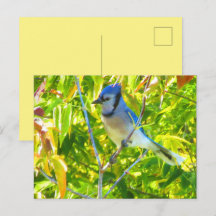 Noordelijke Blauwe Gaai in Boom Natuur Aangepast
