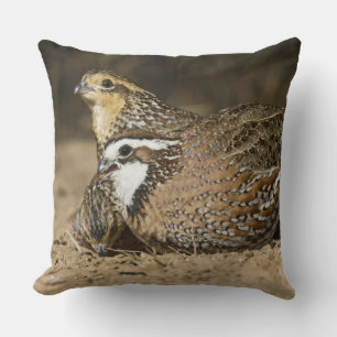 Noordelijke Bobwhite kwartel baby's bij vijver om  Kussen