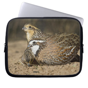 Noordelijke Bobwhite kwartel baby's bij vijver om Laptop Sleeve
