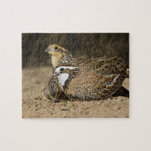 Noordelijke Bobwhite kwartel baby's bij vijver om Legpuzzel