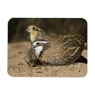 Noordelijke Bobwhite kwartel baby's bij vijver om Magneet
