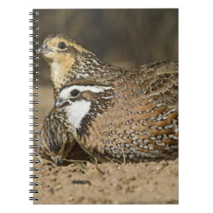 Noordelijke Bobwhite kwartel baby's bij vijver om  Notitieboek
