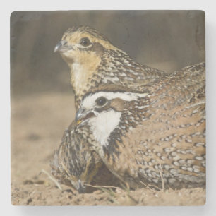 Noordelijke Bobwhite kwartel baby's bij vijver om Stenen Onderzetter