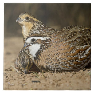 Noordelijke Bobwhite kwartel baby's bij vijver om Tegeltje