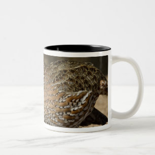 Noordelijke Bobwhite kwartel baby's bij vijver om  Tweekleurige Koffiemok