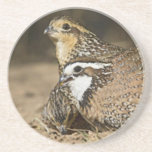 Noordelijke Bobwhite kwartel baby's bij vijver om Zandsteen Onderzetter