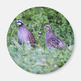 Noordelijke Bobwhite Quail Magneet