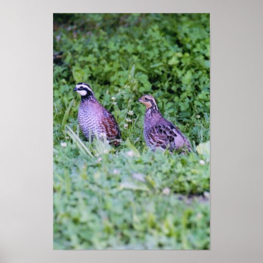 Noordelijke Bobwhite Quail Poster (Voorkant)