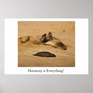 Noordelijke Californische olifantenzegels Poster