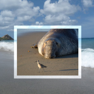 Noordelijke Elephant Seal Watts Bird Monterey Bay Briefkaart