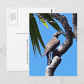 Noordelijke flikker briefkaart (Voorkant / Achterkant)