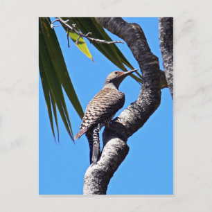 Noordelijke flikker briefkaart