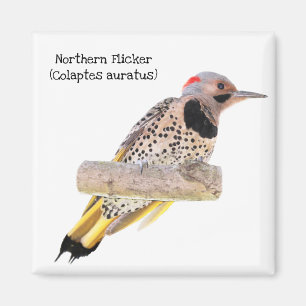 Noordelijke flikker magneet