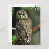 Noordelijke gepotte boomkorren briefkaart (Voorkant / Achterkant)