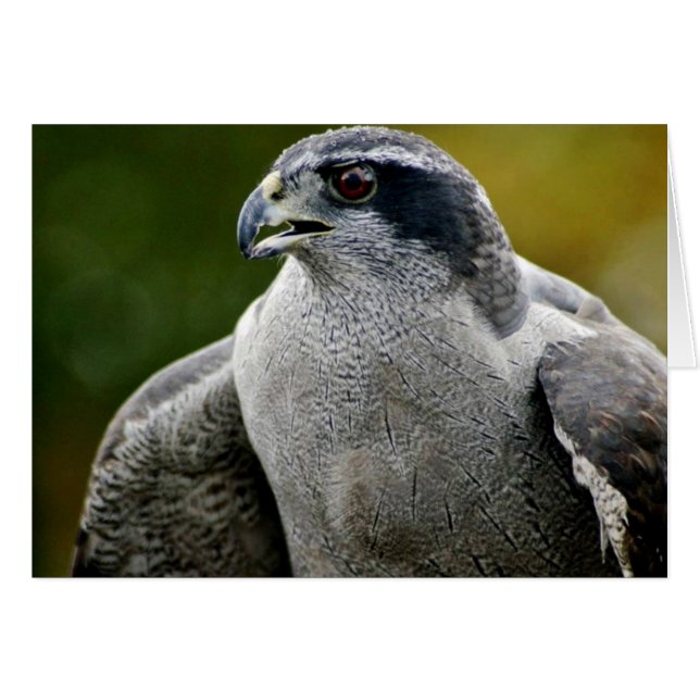 Noordelijke Goshawk (Voorkant Horizontaal)