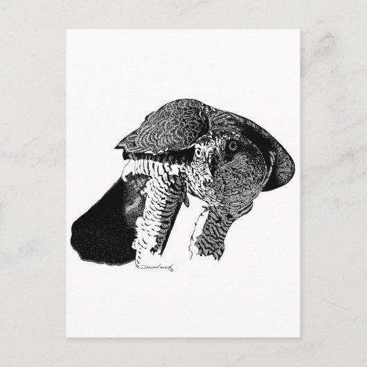 Noordelijke Goshawk Briefkaart (Voorkant)