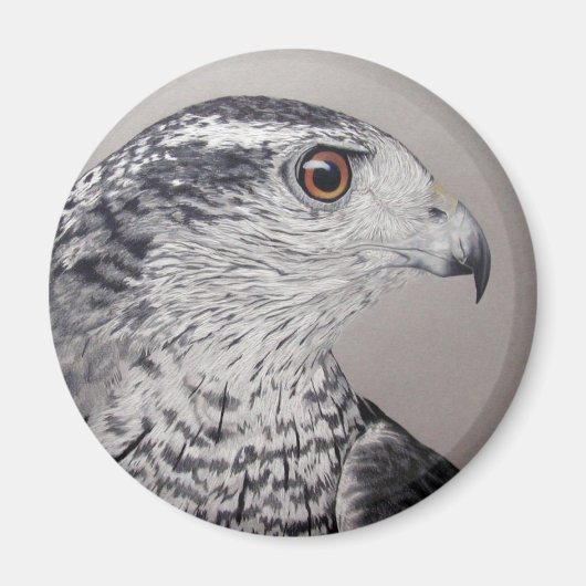 Noordelijke Goshawk Magneet (Voorkant)