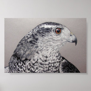 Noordelijke Goshawk Poster