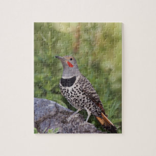 Noordelijke Goudspecht, Colaptes auratus, Roodscha Legpuzzel