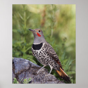 Noordelijke Grondspecht, Colaptes auratus, Roodsch Poster