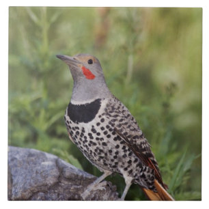 Noordelijke Grondspecht, Colaptes auratus, Roodsch Tegeltje
