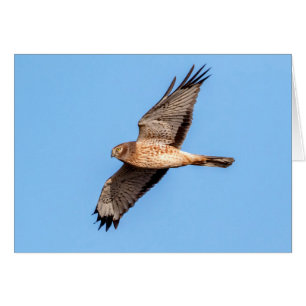 Noordelijke Harrier in vlucht