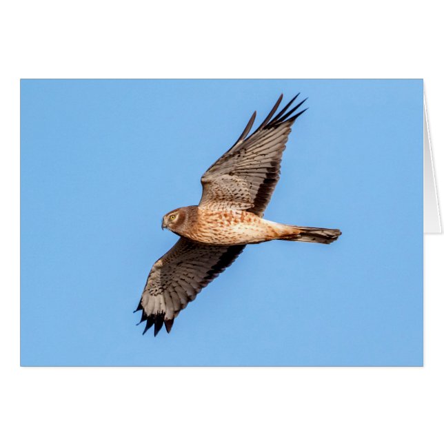 Noordelijke Harrier in vlucht (Voorkant Horizontaal)