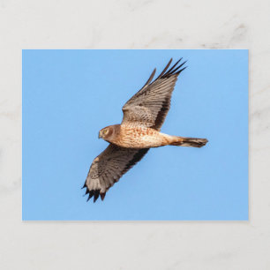 Noordelijke Harrier in vlucht Briefkaart